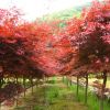 移植紅楓
