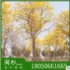 福建黃花風鈴木樹種植基地 供應多花 少花黃花風鈴木