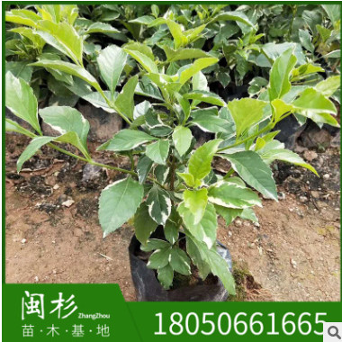 花葉銀邊假連翹地被袋苗綠植批發(fā) 廠家直銷行道園林景觀綠化工程