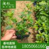 現貨特賣 巴西野牡丹 綠植批發 廠家直銷行道庭院園林景觀綠化