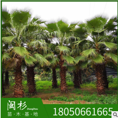 福建老人葵基地苗木批量供應(yīng) 園林綠化華盛頓葵棕櫚種植華棕