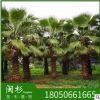 福建老人葵基地苗木批量供應 園林綠化華盛頓葵棕櫚種植華棕