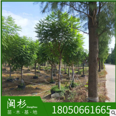 藍(lán)花楹 福建規(guī)格齊全基地批發(fā)廠家直銷行道園林景觀綠化工程