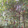 湖南杜英 杜英*新報價