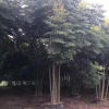 移植欒樹