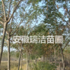 合歡 上海合歡 滁州合歡