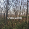 紅櫸 上海紅櫸 安徽紅櫸 滁州紅櫸 紅櫸樹價格