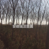 紅櫸 紅櫸樹 安徽紅櫸