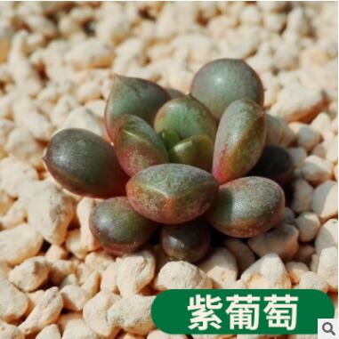 廠家直銷多肉植物 紫葡萄 又名葡萄 盆栽綠植盆花組合