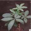 發財樹盆栽 室內客中型綠植盆景凈化空氣植物 觀葉植物 防霧霾