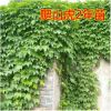 爬山虎 爬山虎苗 五葉地錦 爬墻高手 遮陽降溫 2年苗 藤