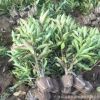 基地直銷 法國冬青 珊瑚樹 園林綠化 規格齊全 包栽包活 量大優惠