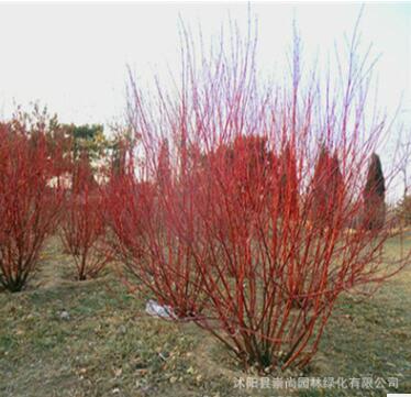 批發(fā)直銷紅瑞木 紅梗木 涼子木 小苗 工程苗 喜溫暖潮濕 園林綠化