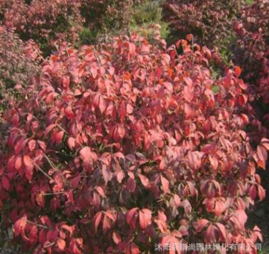冬紅衛(wèi)矛 彩葉衛(wèi)矛 變色品種 園林綠化新秀 色澤美麗