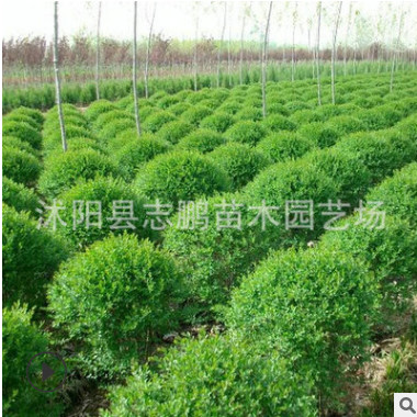 龍柏 小龍柏 龍柏價(jià)格 小龍柏價(jià)格 色塊龍柏 龍柏苗 產(chǎn)地自銷