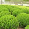 苗圃自產自銷 錦熟黃楊 色塊苗 綠籬苗 規格齊全