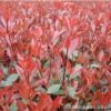 基地批發紅葉石楠 工程園林綠化綠籬 小毛球 色彩鮮艷
