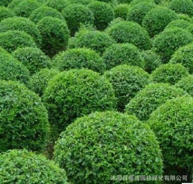 水臘 水臘球 綠籬苗 種子 綠化工程苗 耐寒 產(chǎn)地直銷