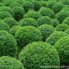 水臘 水臘球 綠籬苗 種子 綠化工程苗 耐寒 產地直銷