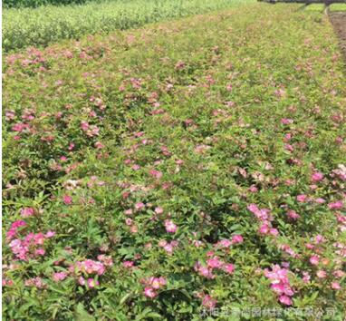 豐花月季 觀花耐寒植物 綠化工程苗 小杯苗 基地直銷