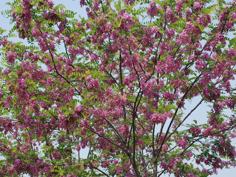 香花槐