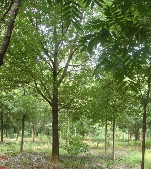 供應次品骨架香樟，規格齊全，量大