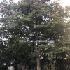 特價供應雞爪槭