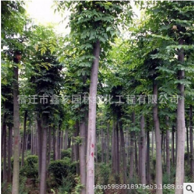 批發(fā)欒樹樹苗綠化苗木色塊綠籬行道點綴四季常青量大從優(yōu)欒樹樹苗