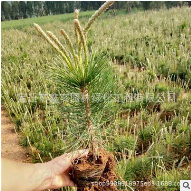 綠化黃金槐 大量供應 金枝槐 黃金槐樹 金葉槐 庭院道路行道樹
