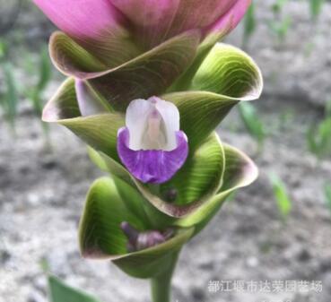 大量供應(yīng) 姜荷花 室內(nèi)盆栽花卉 高檔盆栽姜荷花