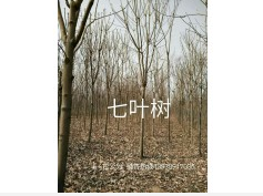 七葉樹