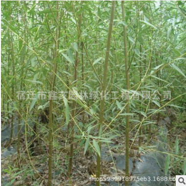 批發(fā)垂柳小 旱柳枝條 垂楊柳樹 竹柳樹 黃金柳金絲垂柳直柳