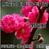 紅梅綠梅臘梅樹樁盆景造型盆景紅梅盆景梅花樹苗庭院盆栽量大優惠