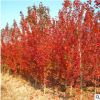 供應紅楓樹苗批發日本紅楓火焰木彩葉風景行道樹庭院工程綠化苗