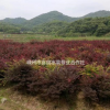 大批量供應(yīng)優(yōu)質(zhì)紅楓