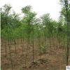 基地供應綠化苗木 國槐樹苗工程綠化國槐小苗 規格齊全槐樹苗