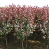 紅葉李 紫葉李 紅葉李價(jià)格