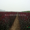 紅葉李小苗 嵊州紅葉李