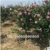 夏秋開花 精品花灌木木槿 可做花籬式綠籬 孤植 叢植 耐熱又耐寒