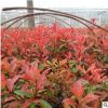 廠家直銷灌叢花卉批發耐寒觀葉植物 宿根植物 紅葉石楠 量大從優