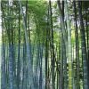 基地供應 紫竹 青竹 毛竹 四季常青 黃竹子 竹竿 適合園林綠化