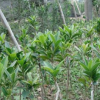 室內(nèi)盆栽植物花卉 茶花樹2年苗木 茶花苗
