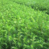 供應池杉綠化苗木類 產(chǎn)地直銷 成活率高