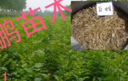 白蠟小苗 白蠟樹苗 一年生多年生 規格齊全 行道樹 速生白蠟