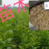 白蠟小苗 白蠟樹苗 一年生多年生 規(guī)格齊全 行道樹 速生白蠟