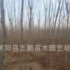 園林風景綠化苗木 黃山欒苗 1-15公分欒樹小苗廠家批發(fā)