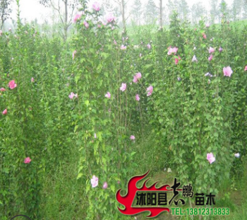 批發木槿 叢生木槿 木槿價格 綠化樹苗批發規格齊全