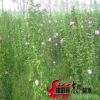 批發(fā)木槿 叢生木槿 木槿價格 綠化樹苗批發(fā)規(guī)格齊全