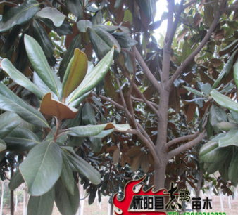 批發綠化苗木 四季常青 廣玉蘭樹苗 廣玉蘭小苗規格齊全