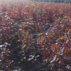 北美紅櫟小苗價格/北美紅櫟種子價格